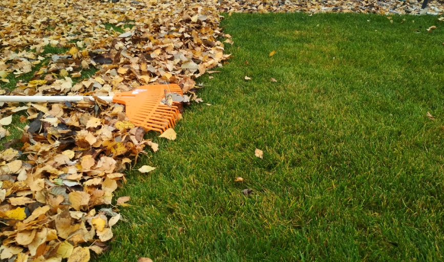 Yard Cleaning